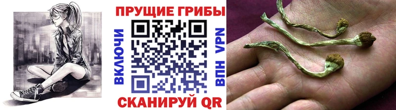 что такое наркотик  Нелидово  Псилоцибиновые грибы Magic Shrooms 
